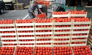 cijene paradajz
