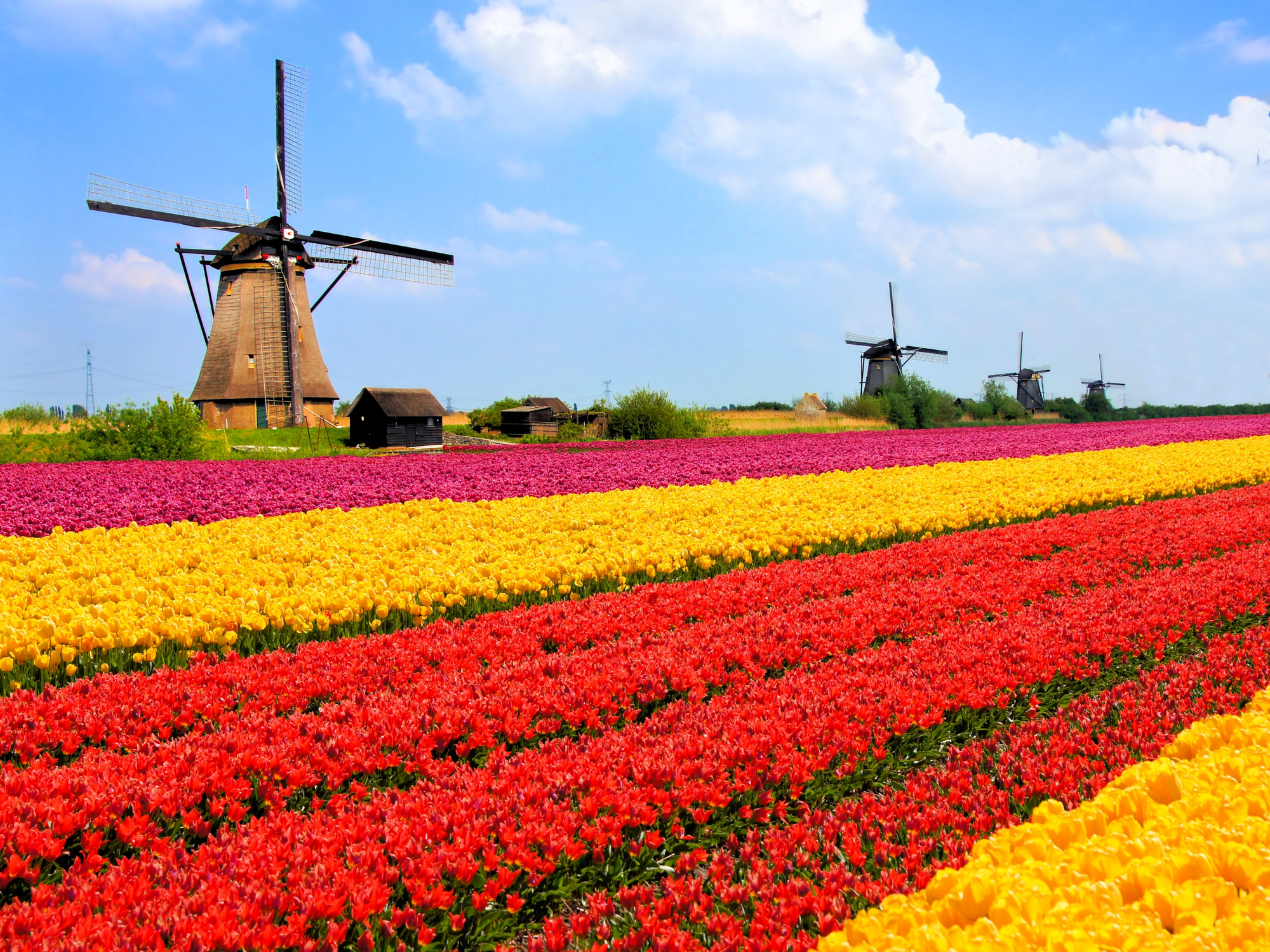 Tulips fields and windmills