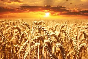 pšenice i soje