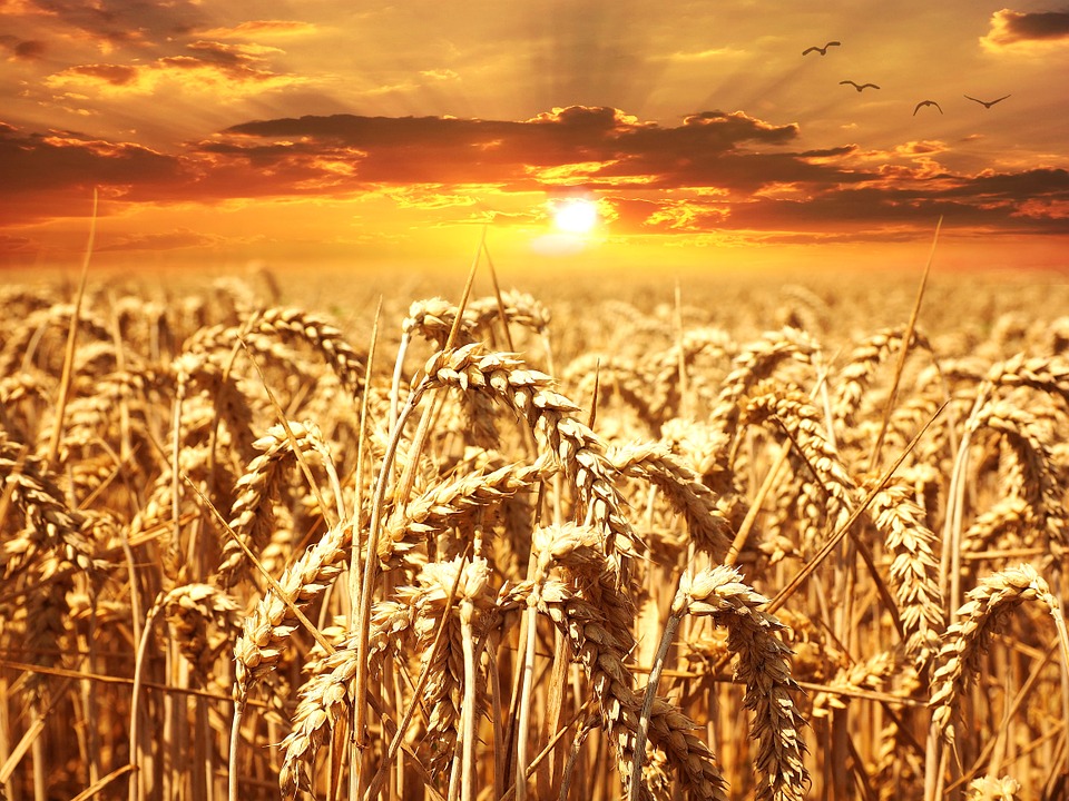 pšenice i soje