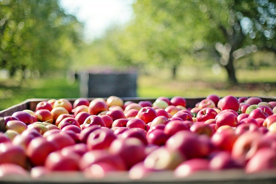izvoza jabuka i sadnica jabuka