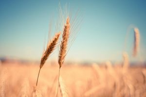 izvoz pšenice