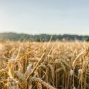 zabranjen izvoz pšenice