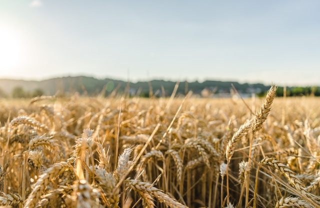 zabranjen izvoz pšenice