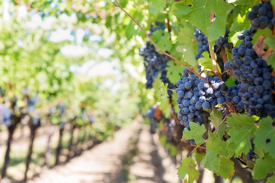 Vlada odvaja 200 miliona evra za uništenje viška vina