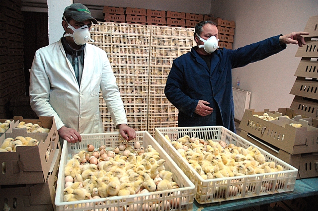 "Savic Company" Bijeljina DSC_1346