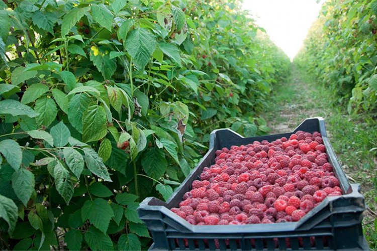 maline