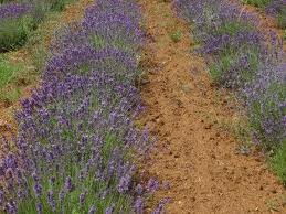 lavanda