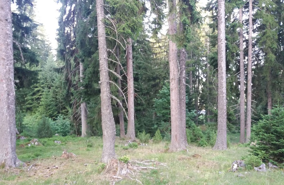 šg čemernica