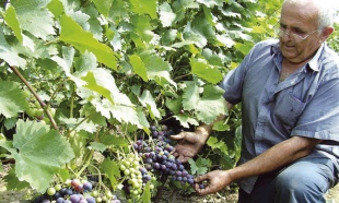 vinogradi